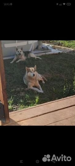 Маламут в добрые руки