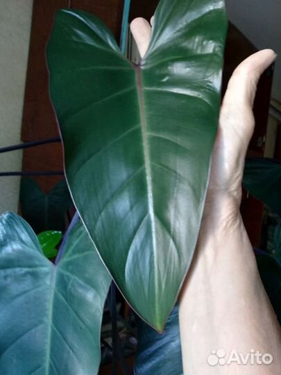 Филодендрон краснеющий