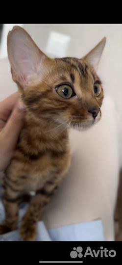 Бенгальская кошка