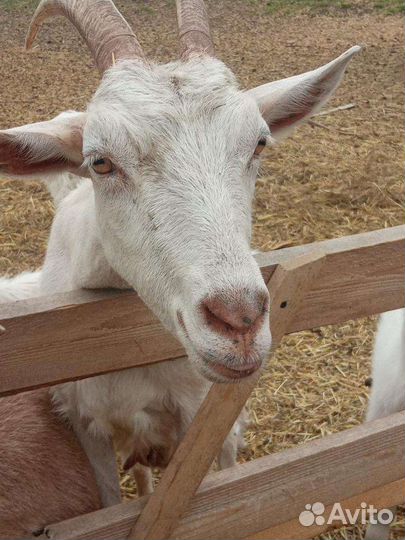 Козы дойные