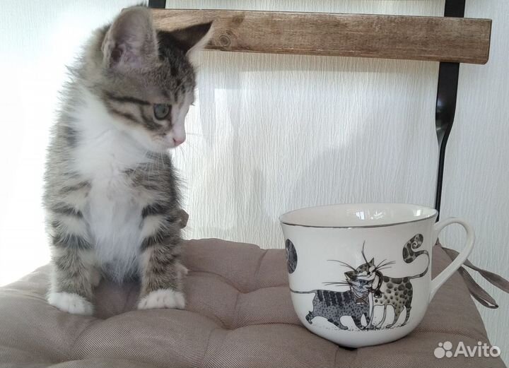 Котята-Сентябрята Маргоша и Тимоша