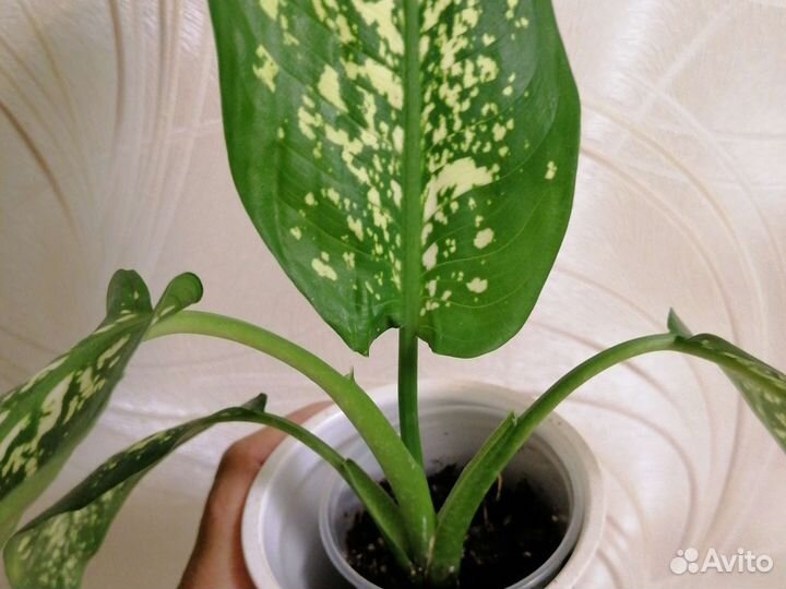 Дифенбахия