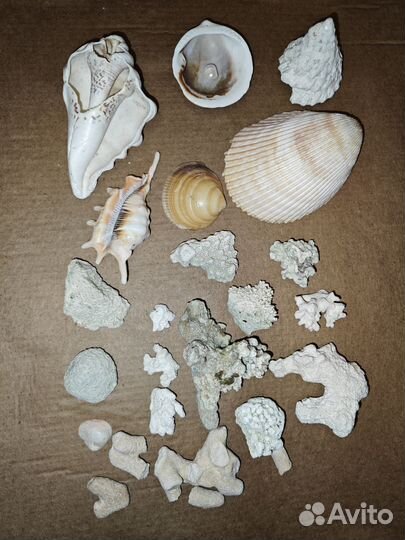Кораллы ракушки