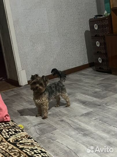 Вязка Йоркширский терьер