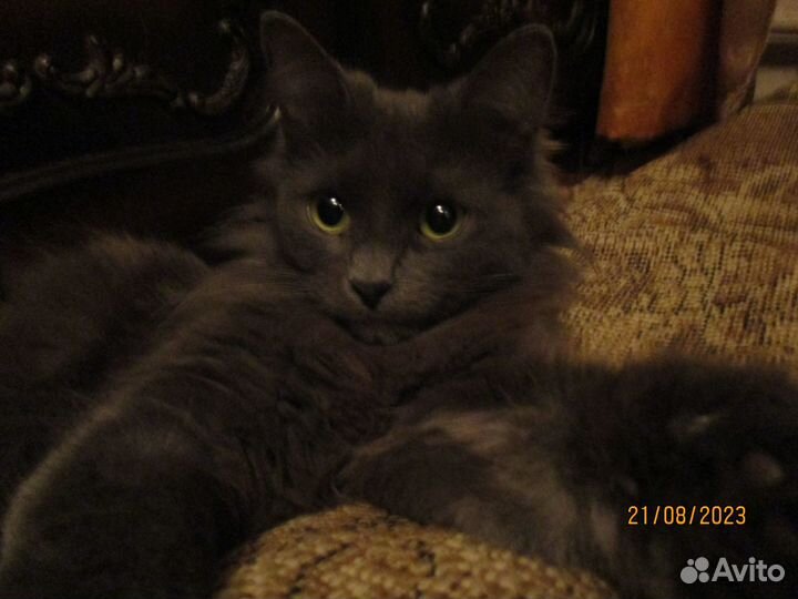 Подарю кошечку