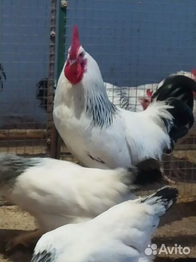 Молодые петухи