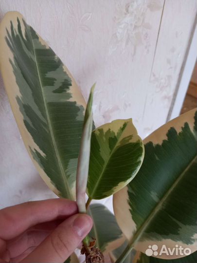 Фикус тинеке каучуконосный большой