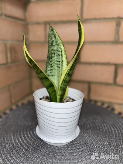 Сансевиерия