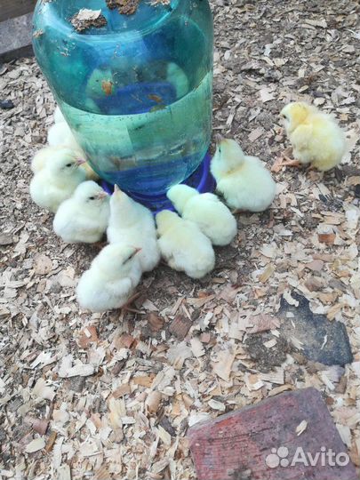 Цыплятки Бройлеры