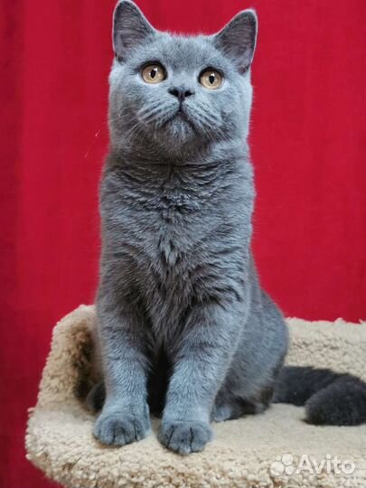 Котята британские