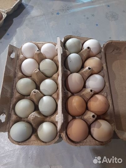 Домашние куриные яйца
