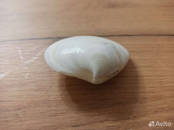 Морская раковина