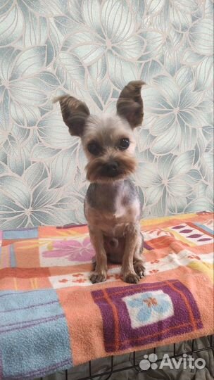 Стрижка собак, тримминг, грумминг, грумер