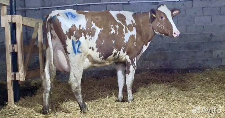 Корова дойная