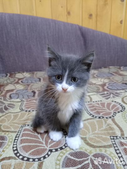Котик ищет дом