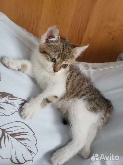 Кошки в добрые руки