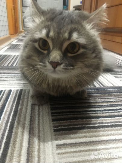 Кот для вязки