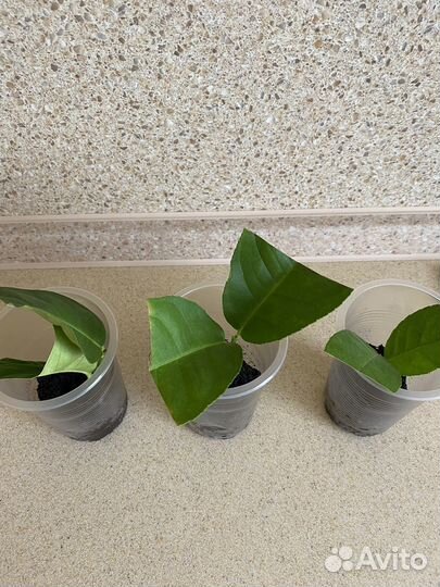 Павловский лимон