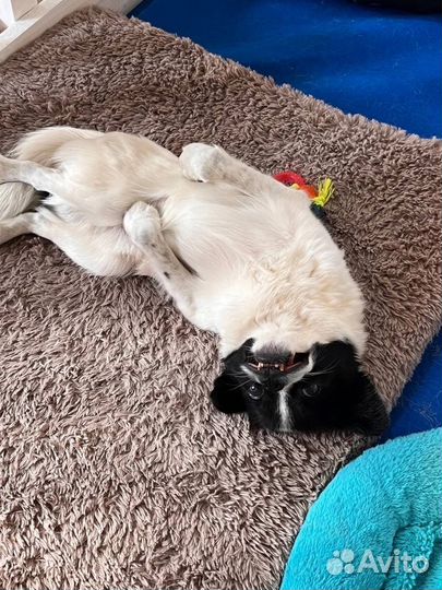 Маленькая собачка в дар