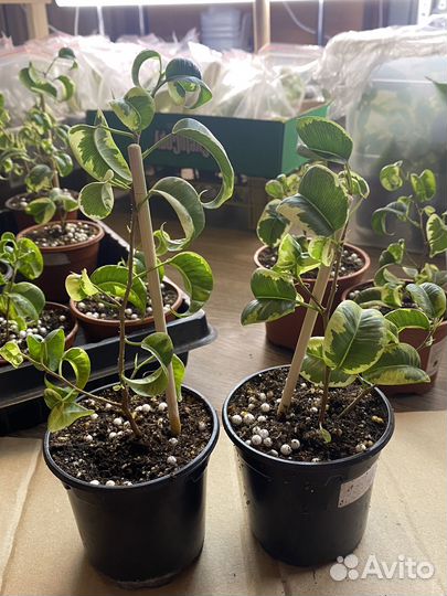 Фикус бенджамина Ирэн, Керли, Анастасия, Неон