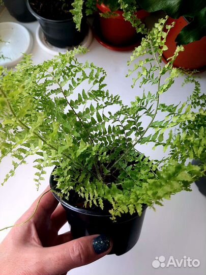 Папоротник Нефролепис ажурный
