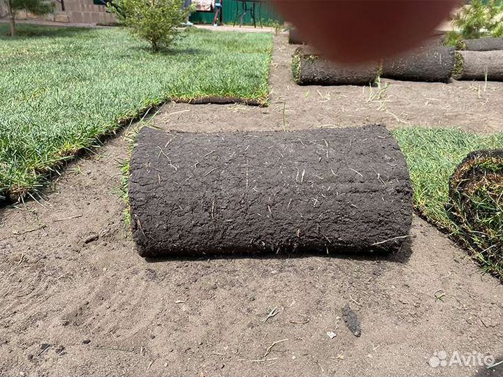 Рулонный газон Элит 2023г