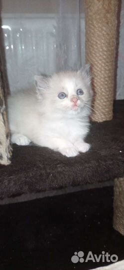 Сибирские котята