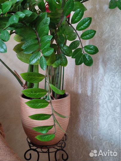 Замиокулькас