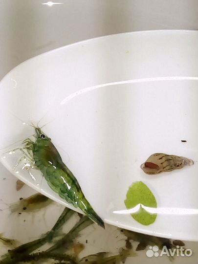 Креветки, улитки и растения