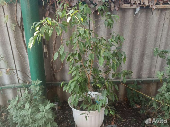 Бенджамина