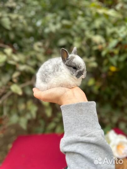 Ручной крольчонок с ладошку