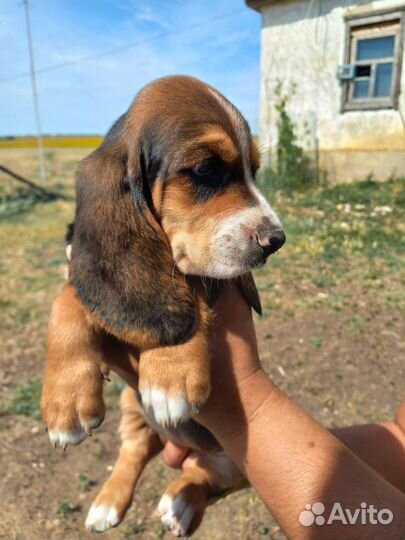Бассет хаунд