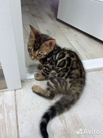 Бенгальский котенок
