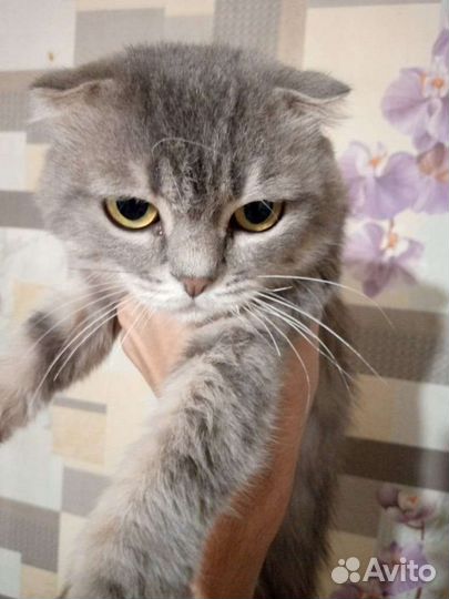 Вислоухий кот