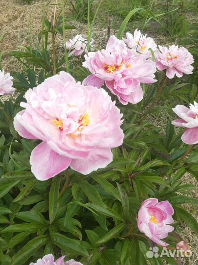 Пион старый сорт