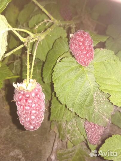 Ежемалина тайбери