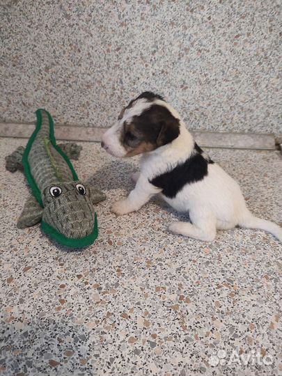 Фокстерьер жесткошерстный щенки