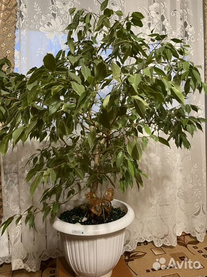 Фикус бенджамина