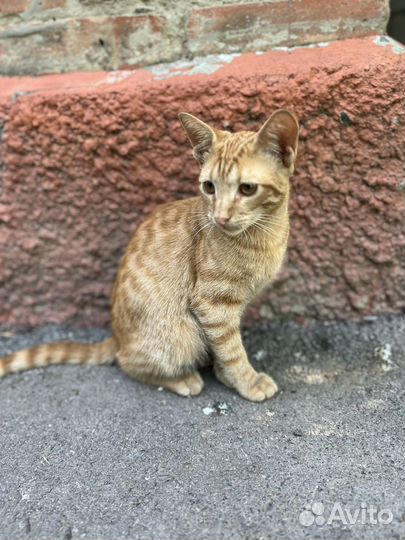 Котенок рыжий подросток