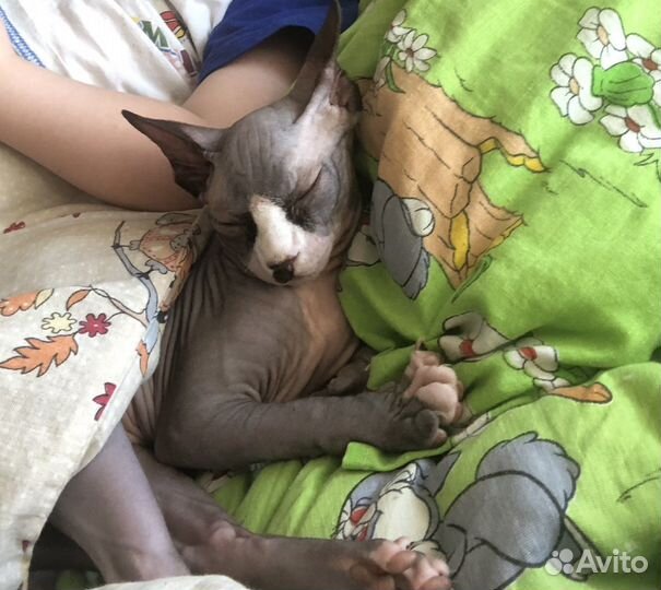 Канадский сфинкс