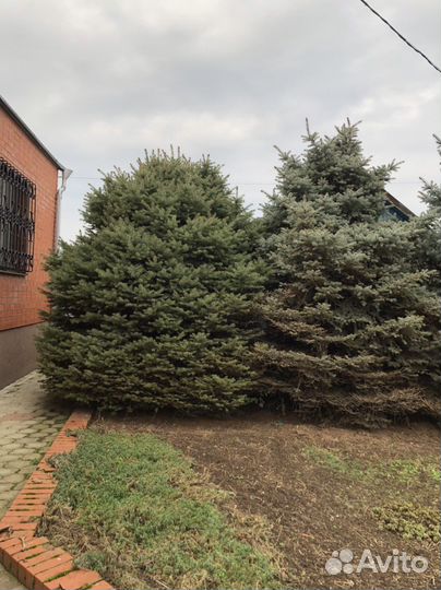 Голубые ели