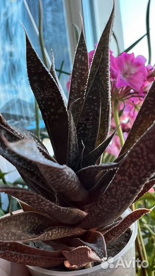 Комнатные цветы