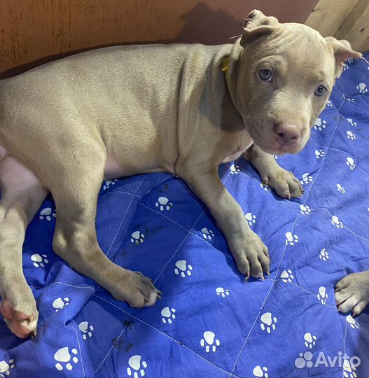 Щенки прайтера