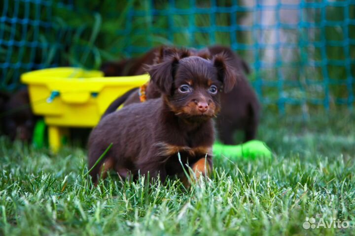 Очаровательный малыш Русский той