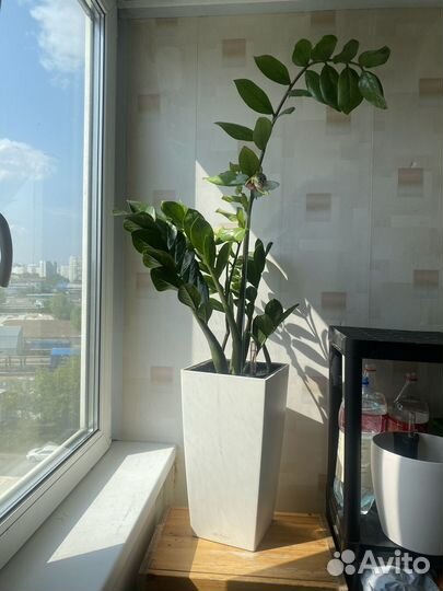 Комнатное пастение Замиокулькас 40 см