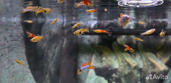 Аквариумные рыбки отдам бесплатно