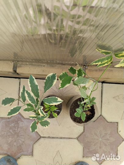 Садовые многолетники