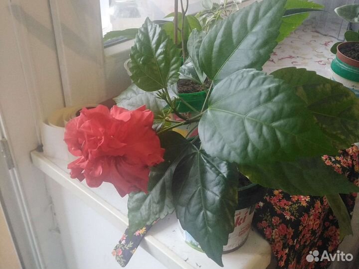 Гибискус. китайская роза