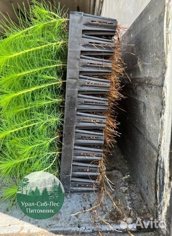 Сосна зкс окс сеянцы Ель Лиственница Голуб Горная