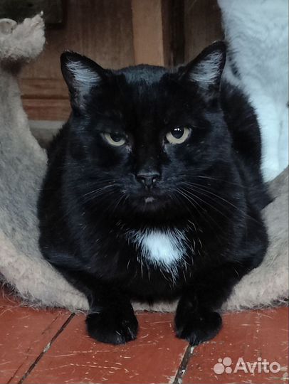 Кисуля с дач ищет дом (у нее была сломана челюсть)